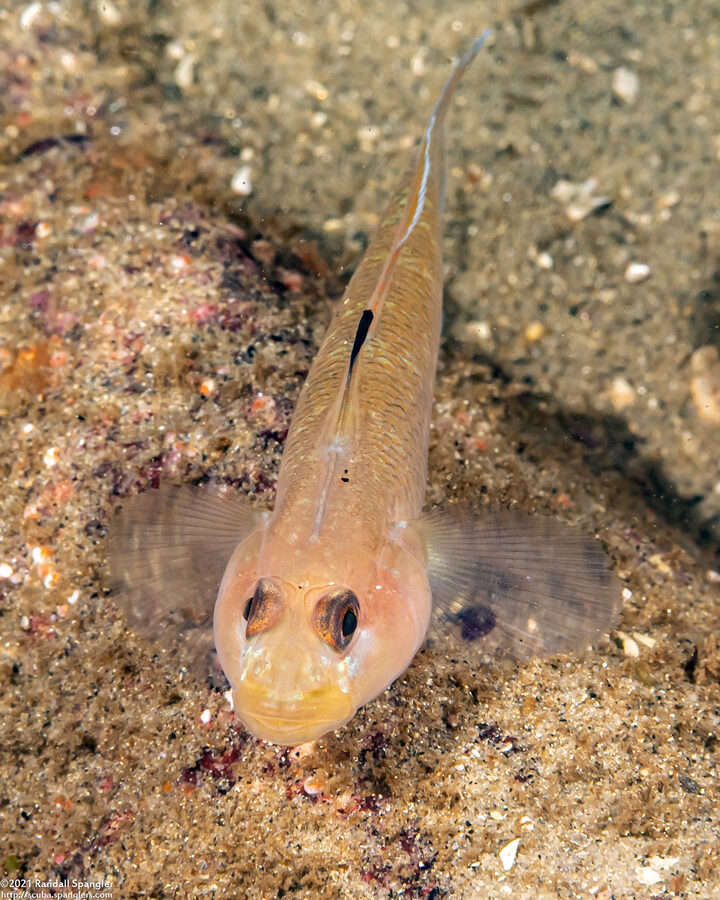 Rhinogobiops nicholsii (Blackeye Goby)