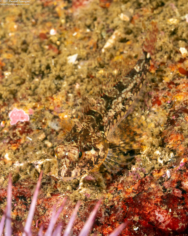 Artedius harringtoni (Scalyhead Sculpin)