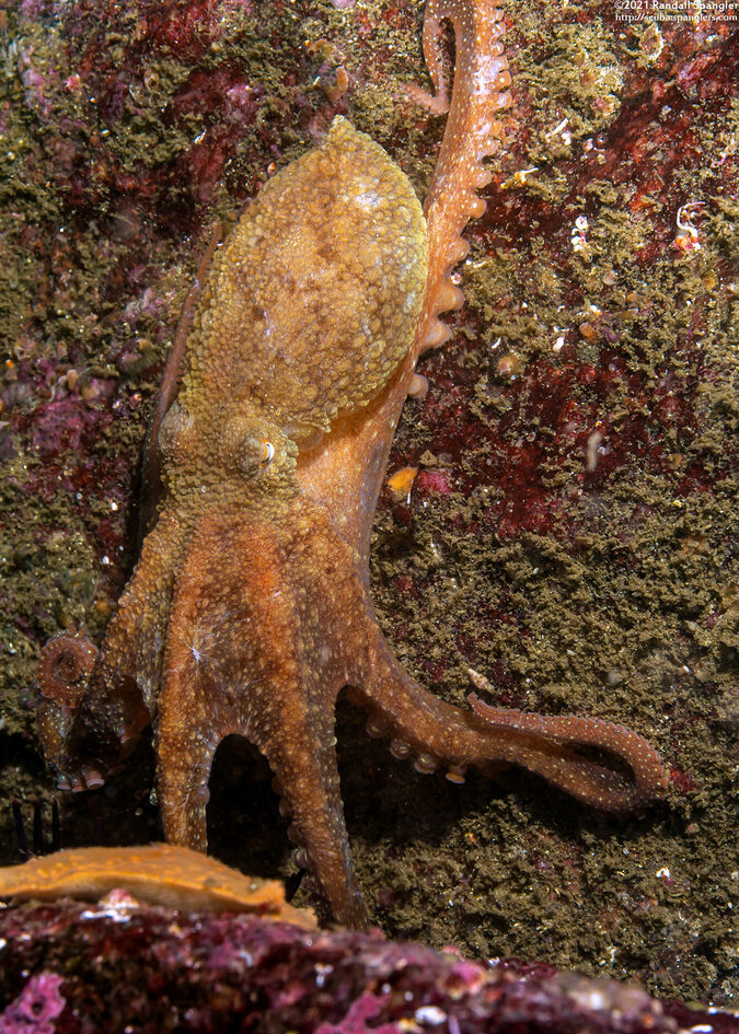 Octopus rubescens (Red Octopus)