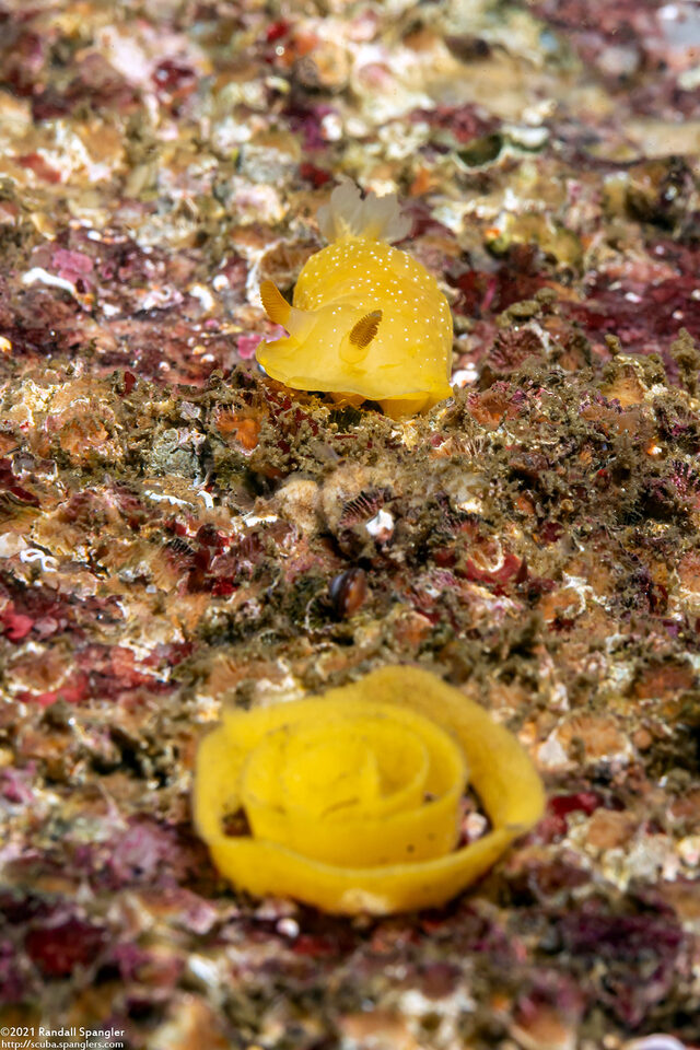 Doriopsilla fulva (White-Speckled Dorid)