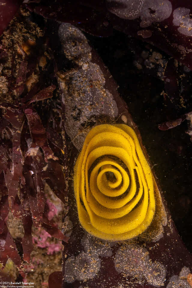 Doriopsilla fulva (White-Speckled Dorid)