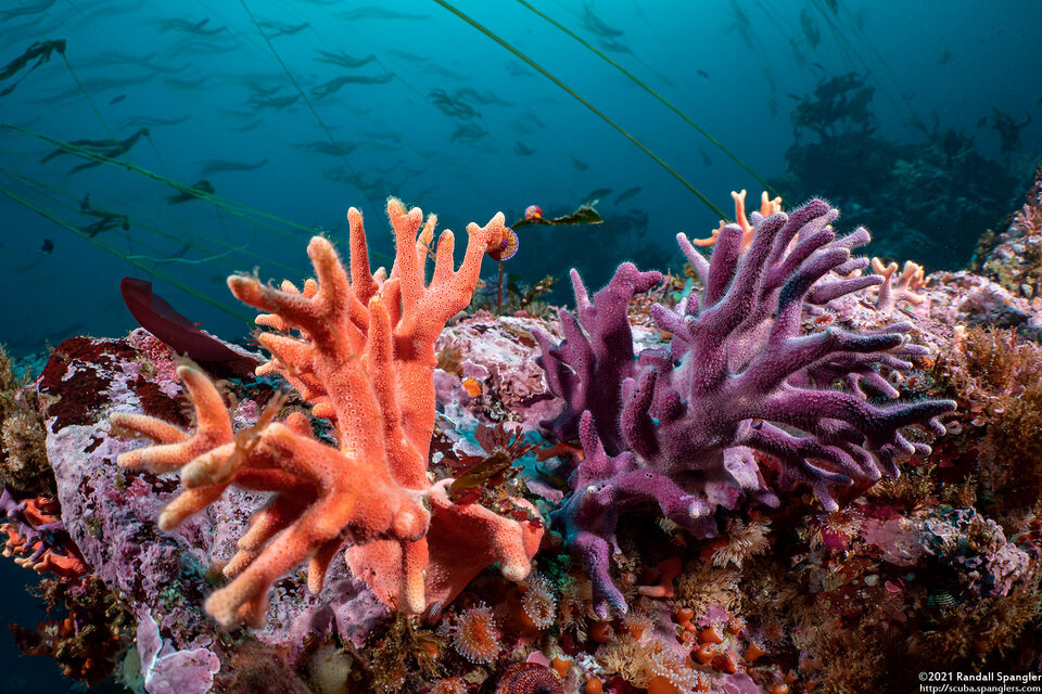 Stylaster californicus (California Hydrocoral)