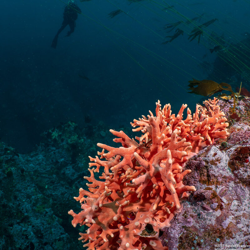 Stylaster californicus (California Hydrocoral)