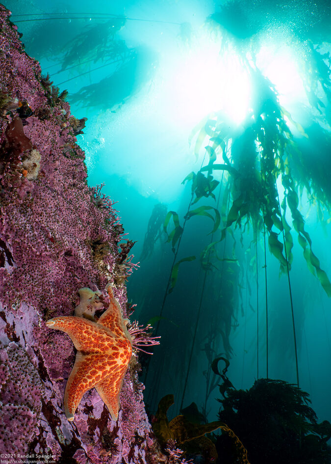 Nereocystis luetkeana (Bull Kelp)