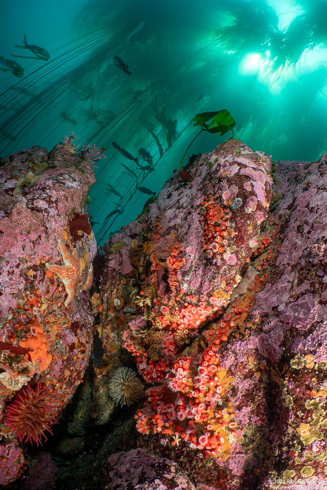 Corynactis californica (Club-Tipped Anemone)