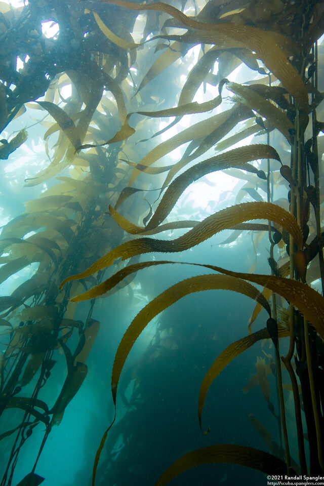 Macrocystis pyrifera (Giant Kelp)
