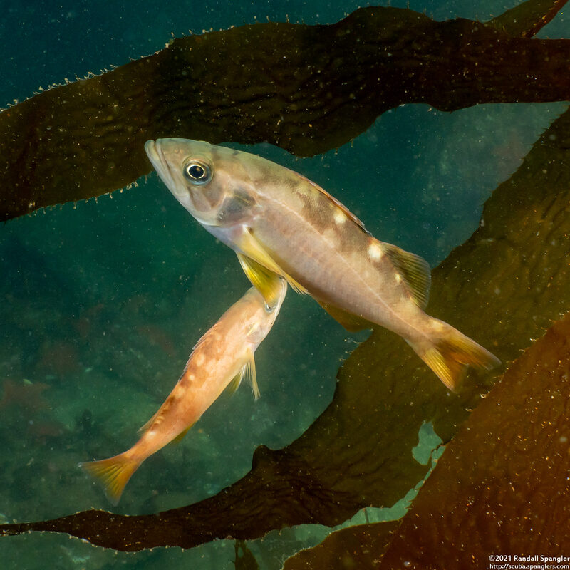 Sebastes serranoides (Olive Rockfish)