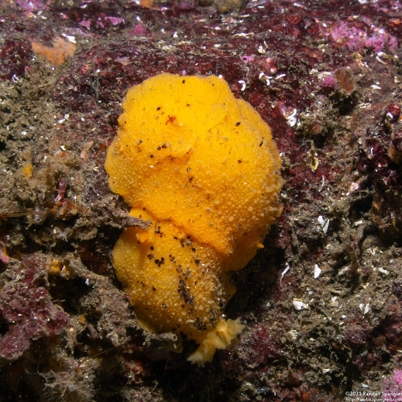 Doris montereyensis (Monterey Dorid)