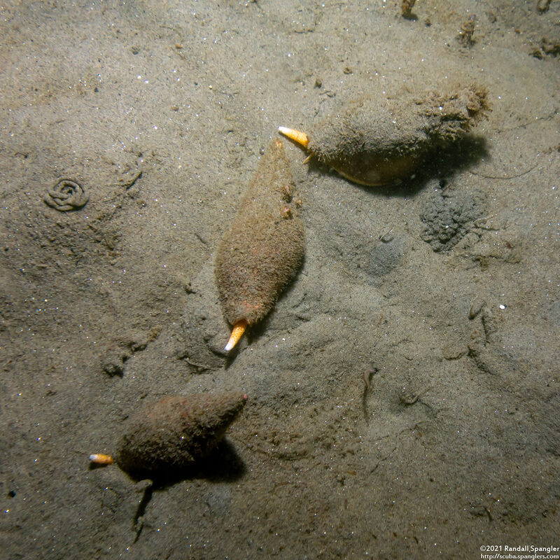 Megasurcula carpenteriana (Carpenter's Turrid)