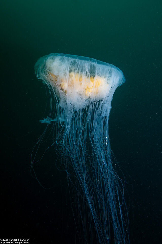 Phacellophora camtschatica (Egg-Yolk Jelly)