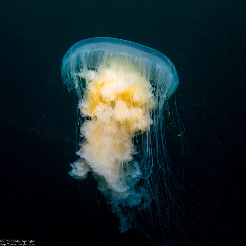 Phacellophora camtschatica (Egg-Yolk Jelly)