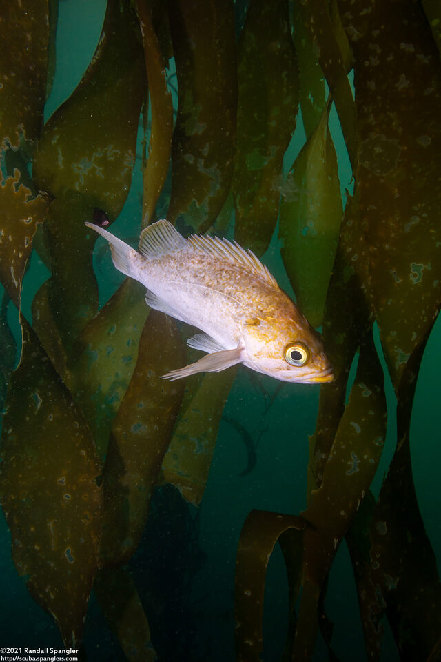 Sebastes atrovirens (Kelp Rockfish)