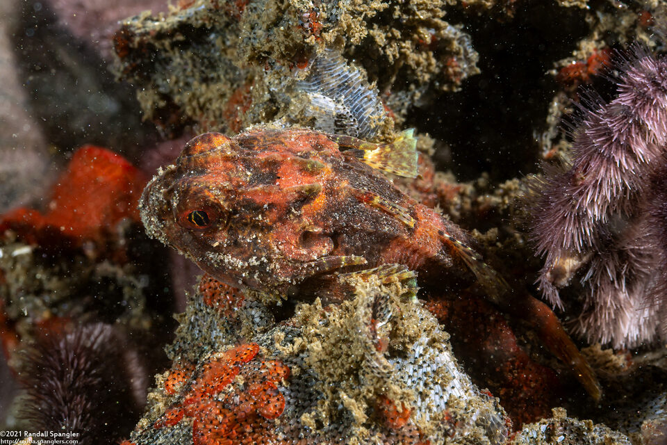Enophrys taurina (Bull Sculpin)