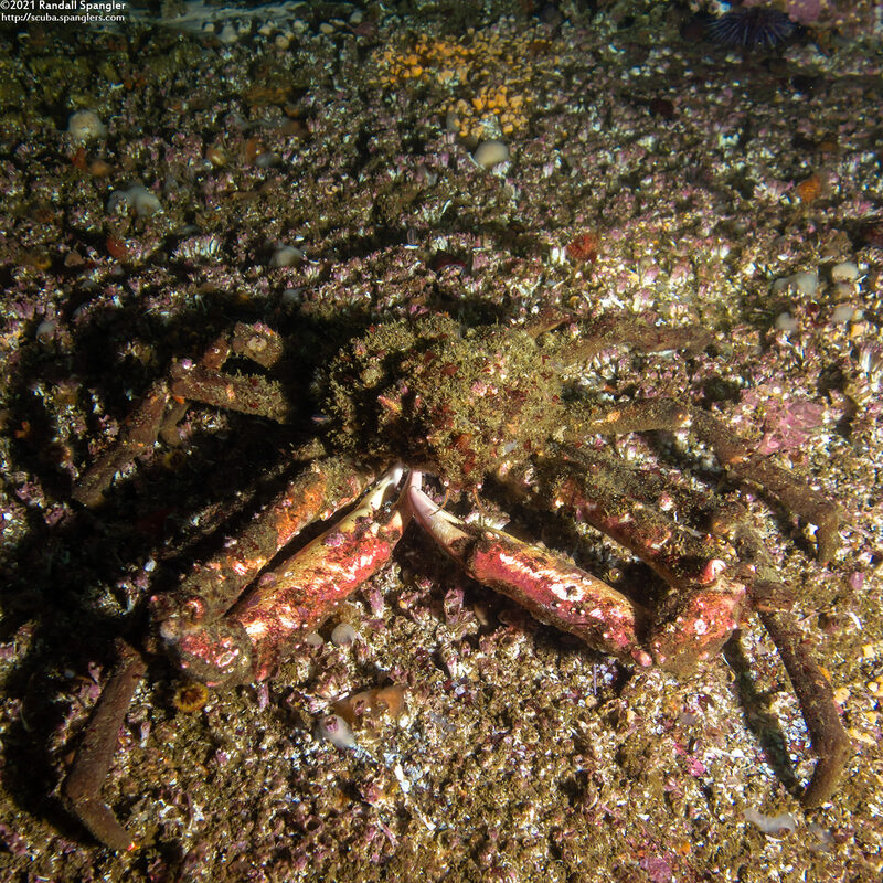 Loxorhynchus crispatus (Masking Crab)