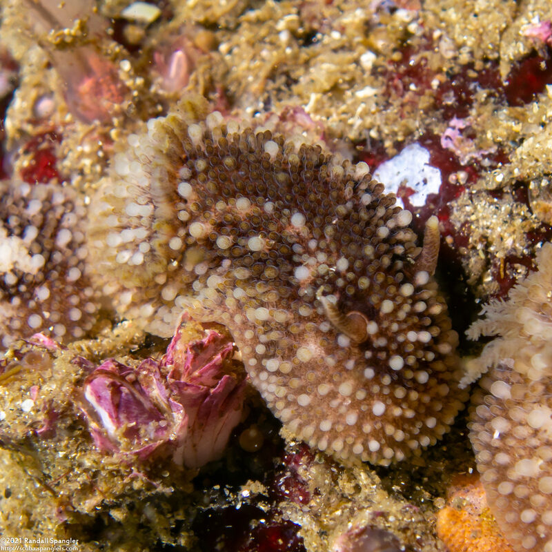 Onchidoris bilamellata (Barnacle-Eating Dorid)