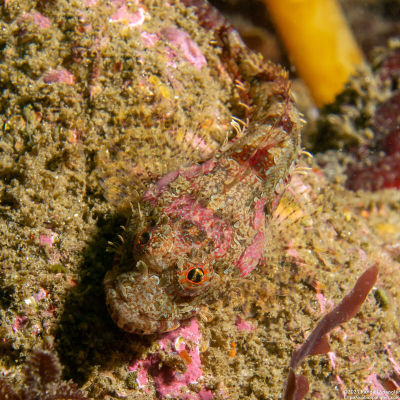 Artedius corallinus (Coralline Sculpin)
