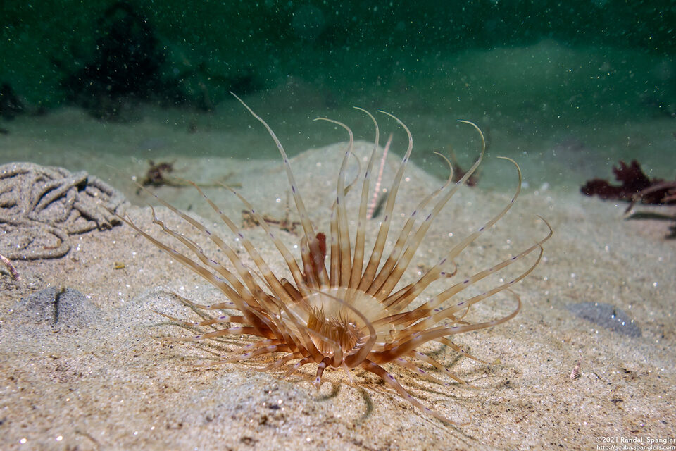 Pachycerianthus aestuari (Pachycerianthus Aestuari)