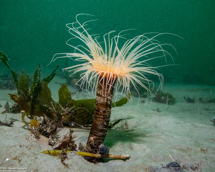Pachycerianthus fimbriatus (Tube-Dwelling Anemone)