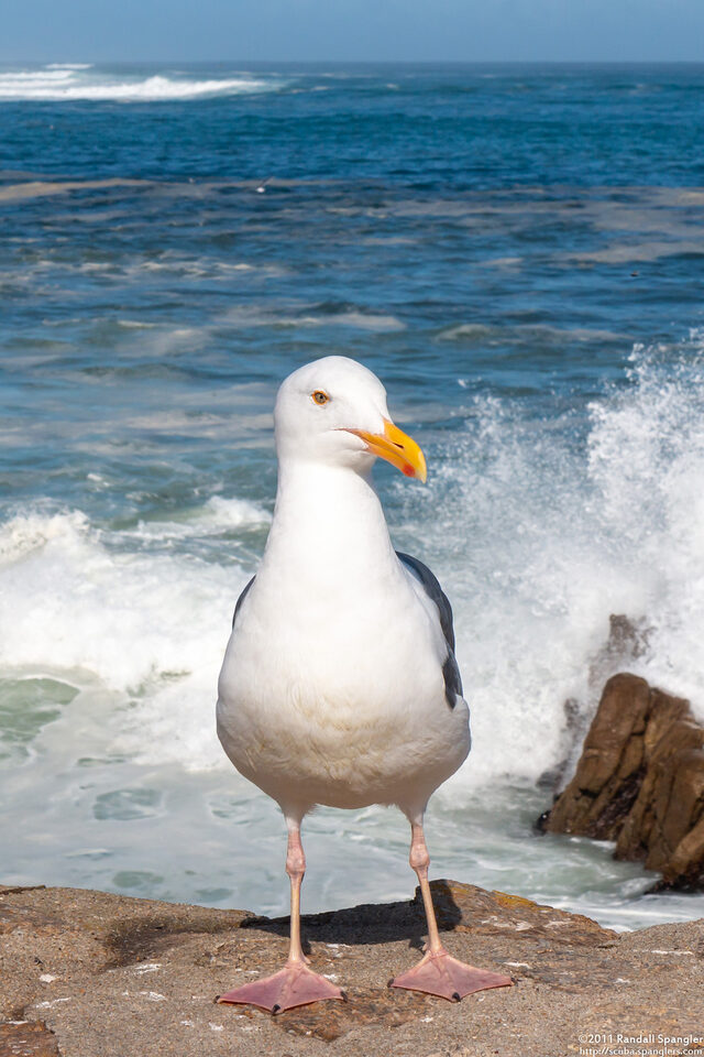 Larus glaucescens (Glaucous-Winged Gull)
