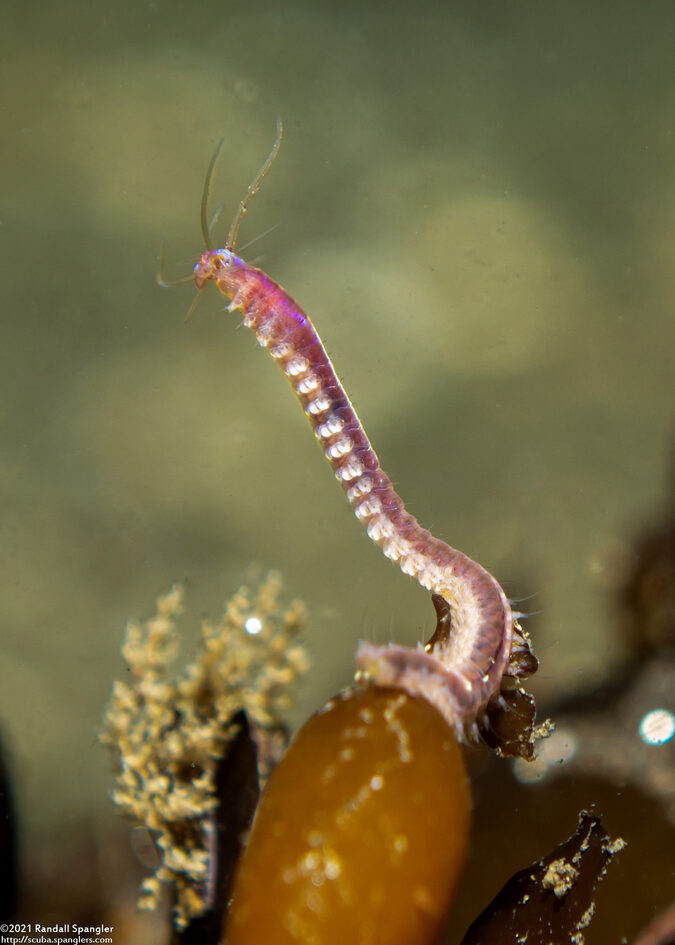 Platynereis bicanaliculata (Ragworm)