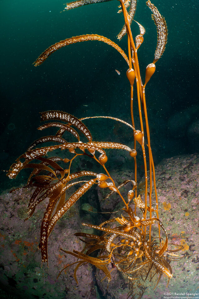 Macrocystis pyrifera (Giant Kelp)