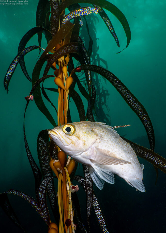 Macrocystis pyrifera (Giant Kelp)