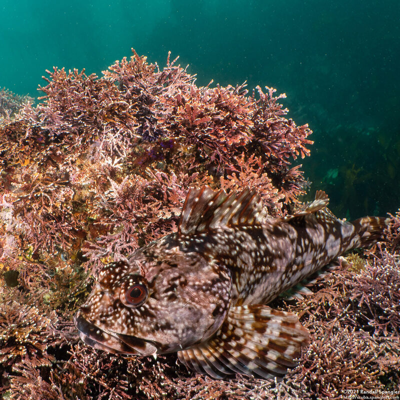 Scorpaenichthys marmoratus (Cabezon)