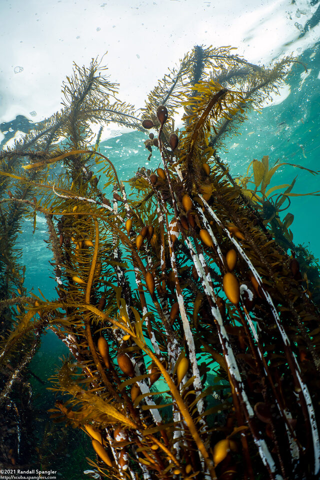 Egregia menziesii (Feather Boa Kelp)