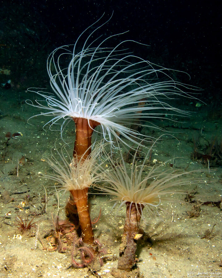 Pachycerianthus fimbriatus (Tube-Dwelling Anemone)