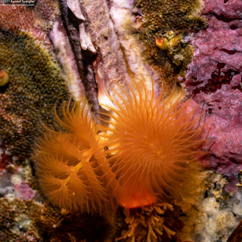 Spirobranchus spinosus (Christmas Tree Worm)