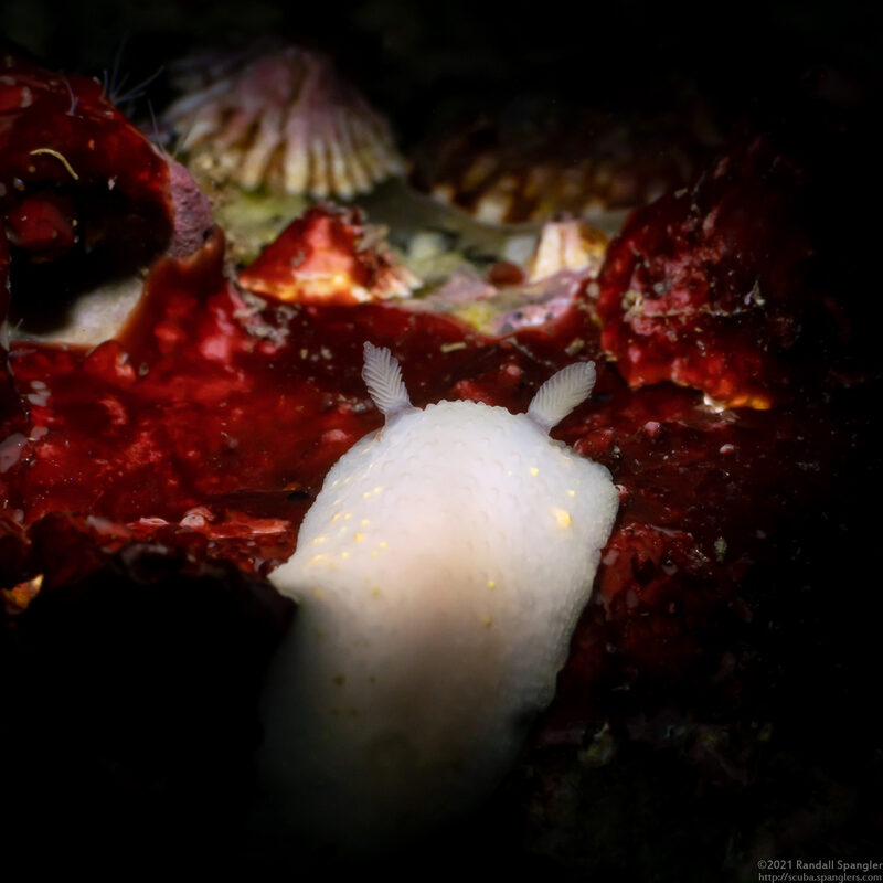 Cadlina modesta (Modest Cadlina)