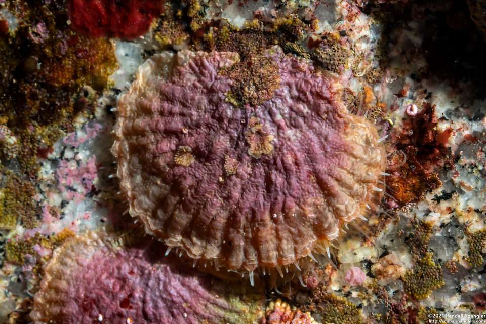 Pododesmus macrochisma (Abalone Jingle)