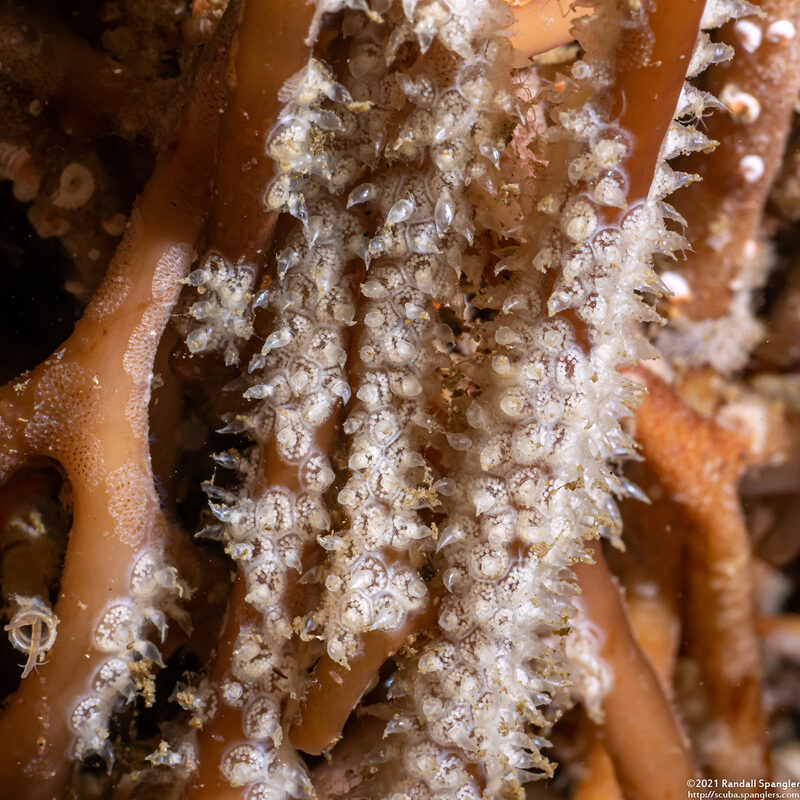 Amphissa versicolor (Variegate Amphissa)