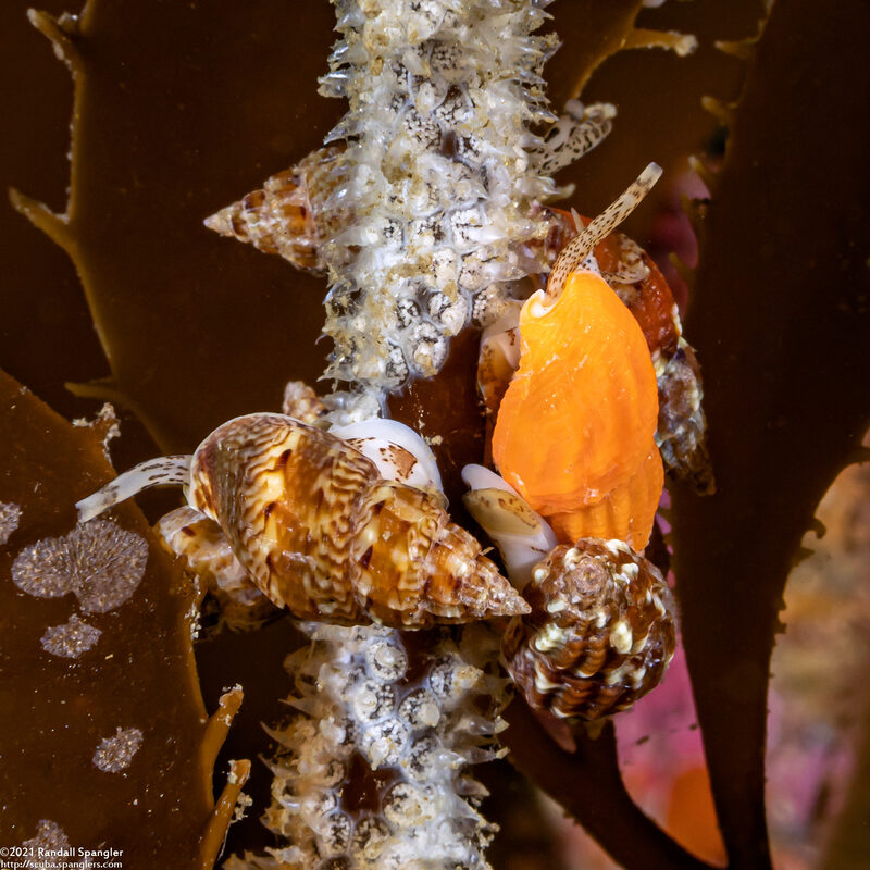 Amphissa versicolor (Variegate Amphissa); Laying eggs
