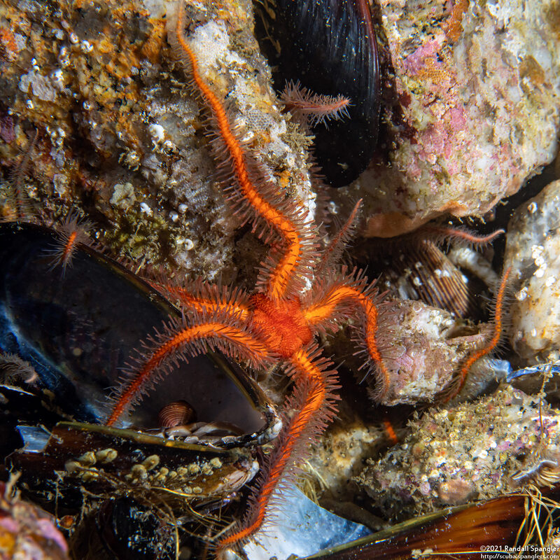 Ophiothrix spiculata (Spiny Brittle Star)