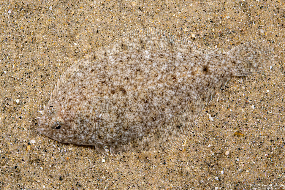 Citharichthys stigmaeus (Speckled Sanddab)