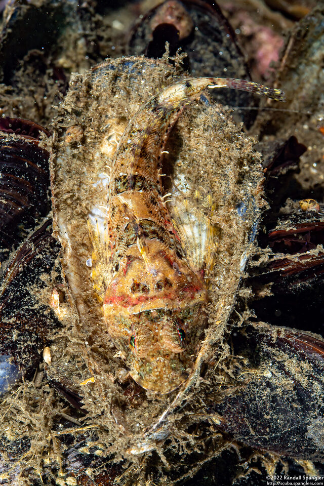 Artedius corallinus (Coralline Sculpin)