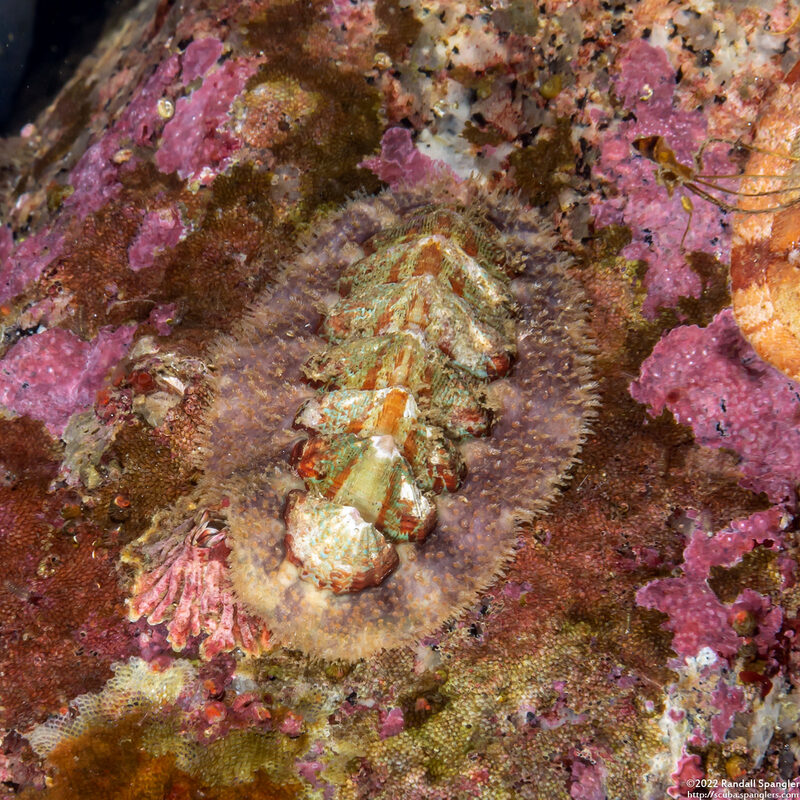 Mopalia spectabilis (Red-Flecked Mopalia)