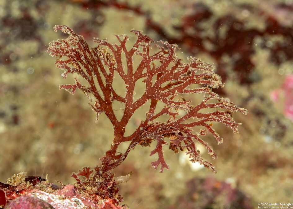 Callophyllis sp.1 (Callophyllis sp.1)