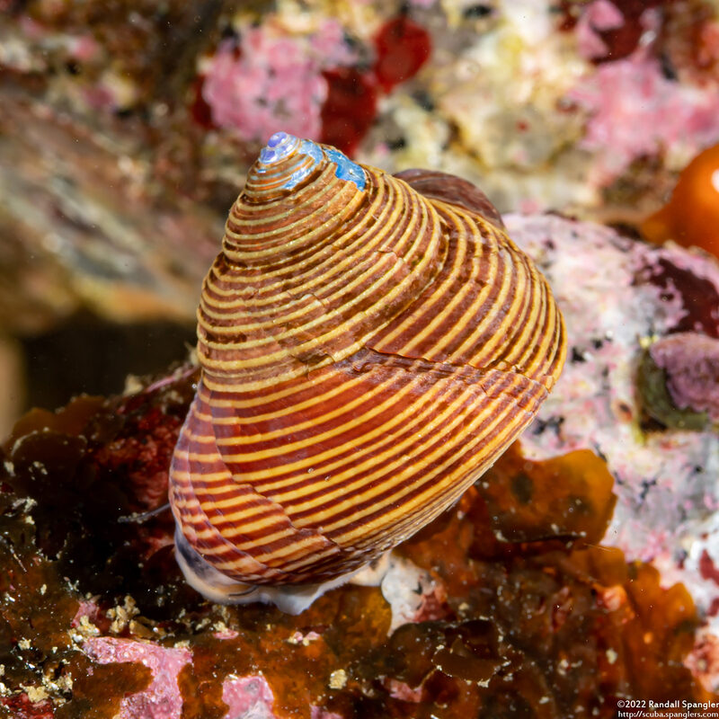 Calliostoma ligatum (Blue Top Snail)