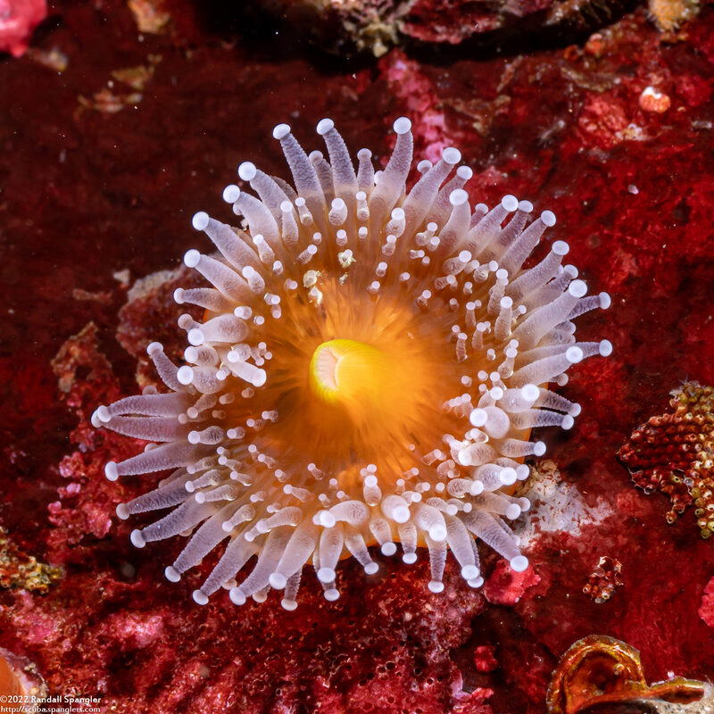 Corynactis californica (Club-Tipped Anemone)