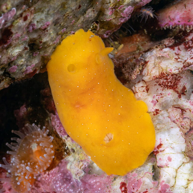 Doriopsilla fulva (White-Speckled Dorid)