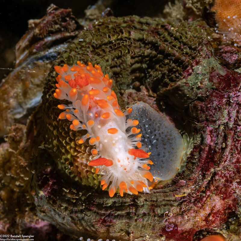 Limacia cockerelli (Cockerell's Dorid)