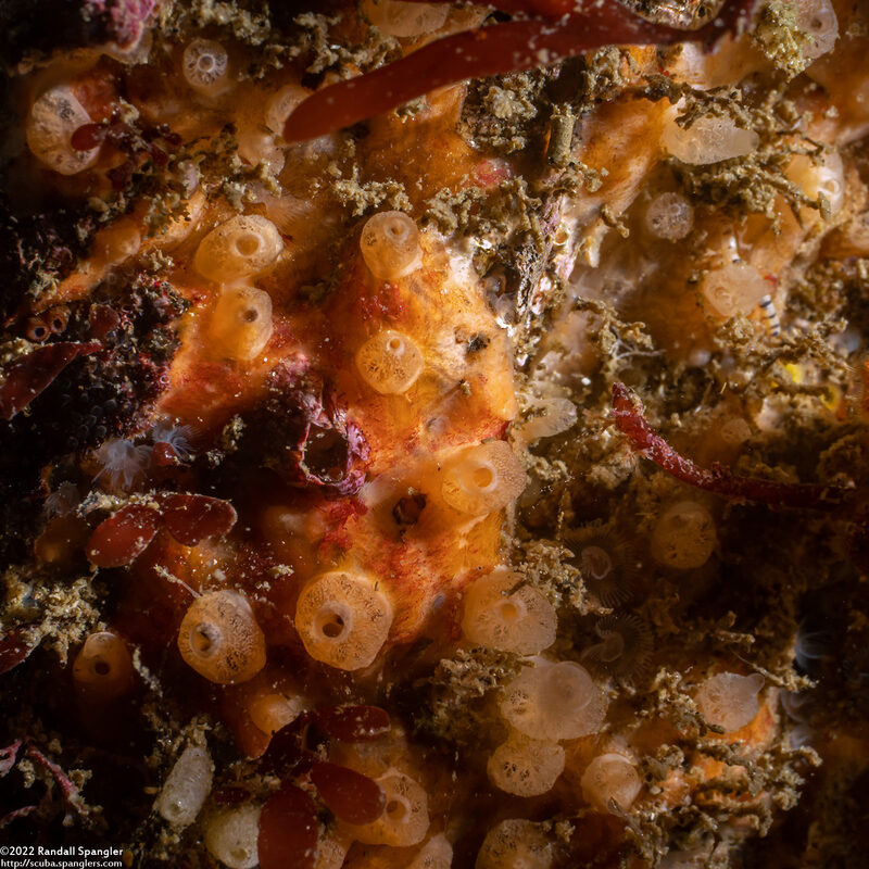 Cliona californiana (Boring Sponge)