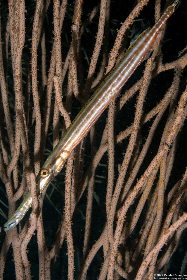 Aulostomus maculatus (Atlantic Trumpetfish)