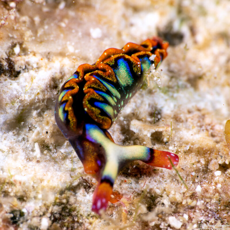 Thuridilla picta (Painted Elysia)