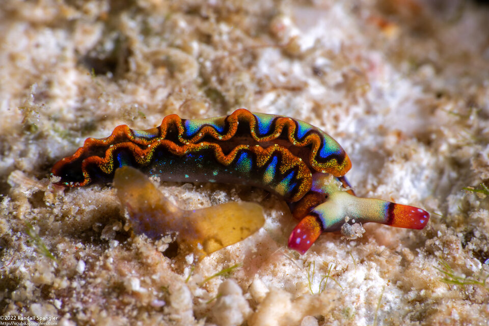 Thuridilla picta (Painted Elysia)