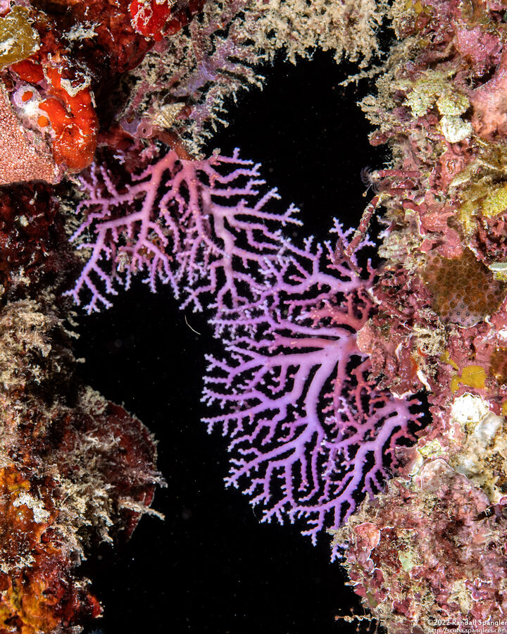 Stylaster roseus (Rose Lace Coral)