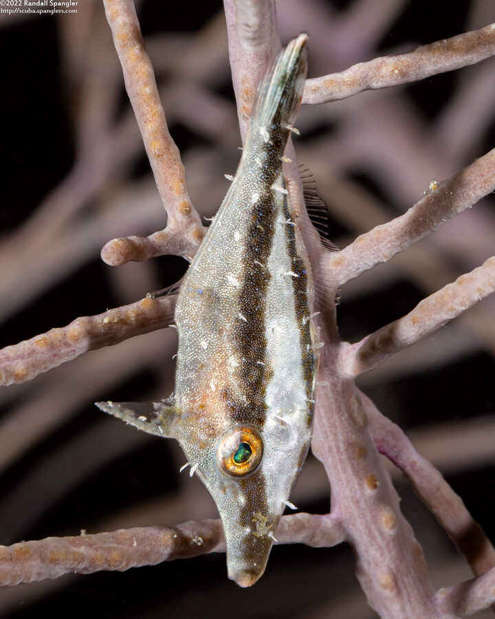 Monacanthus tuckeri (Slender Filefish)