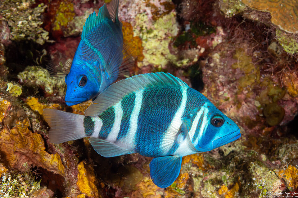 Hypoplectrus indigo (Indigo Hamlet)